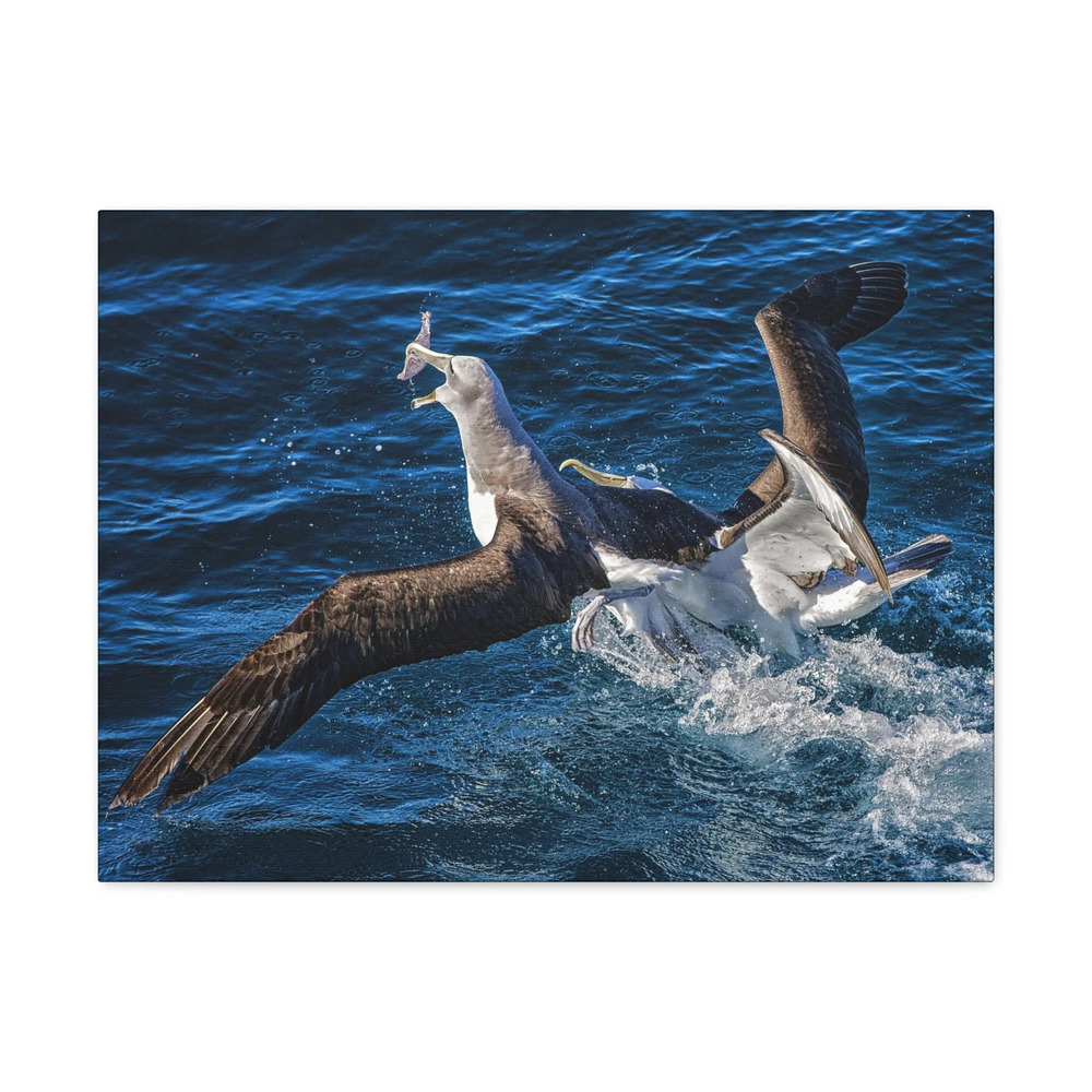 Two Albatross Fighting Over Food Canvas Gallery Wraps Unframed
